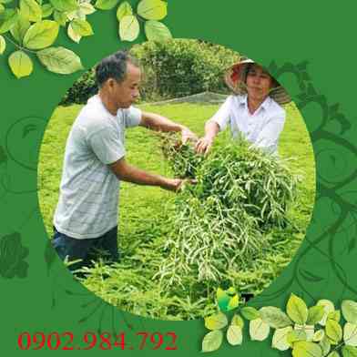 Ở đâu bán diệp hạ châu tại Ninh Bình giá tốt