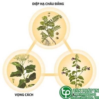 Ở đâu bán diệp hạ châu tại Vĩnh Long giao hàng nhanh