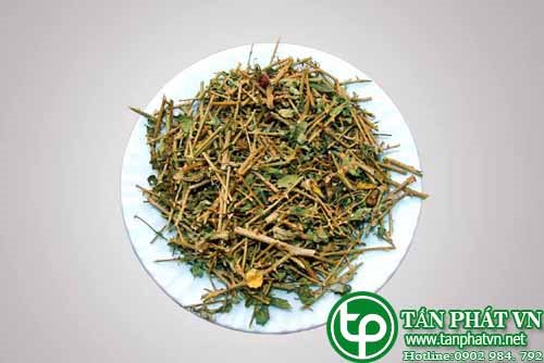 Ở đâu mua bán cà gai leo tại Điện Biên chất lượng