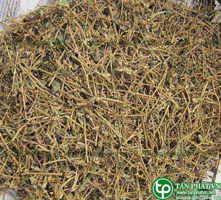 Ở đâu mua bán cà gai leo tại Lạng Sơn chất lượng
