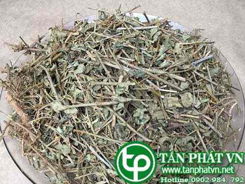 Ở đâu mua bán cà gai leo tại Vinh uy tín