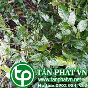 Ở đâu mua bán chè dây tại Bình Định tăng cường