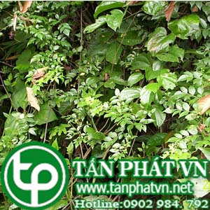 Ở đâu mua bán chè dây tại Bình Thuận giá tốt