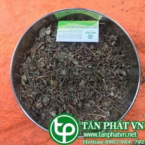 Ở đâu mua bán chè dây tại Gia Lai tăng cường