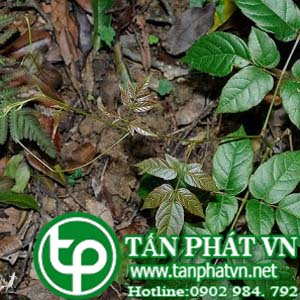 Ở đâu mua bán chè dây tại Kon Tum giao hàng nhanh