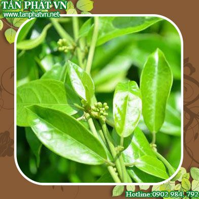 Ở đâu mua bán dây thìa canh tại Đắk Lắk uy tín