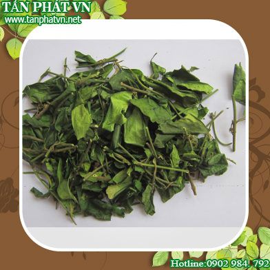 Ở đâu mua bán dây thìa canh tại Khánh Hòa chất lượng