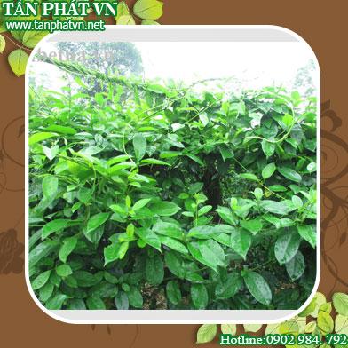 Ở đâu mua bán dây thìa canh tại Nha Trang giao hàng nhanh