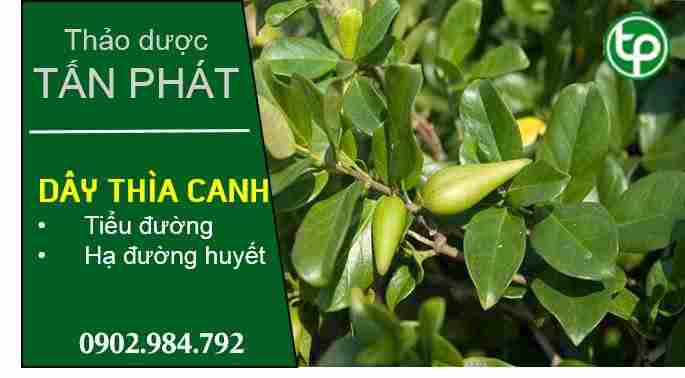 Ở đâu mua bán dây thìa canh tại Phú Yên giá tốt