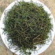 Ở đâu mua bán giảo cổ lam tại Đắk Lắk uy tín
