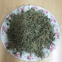 Ở đâu mua bán giảo cổ lam tại Gia Lai tăng cường