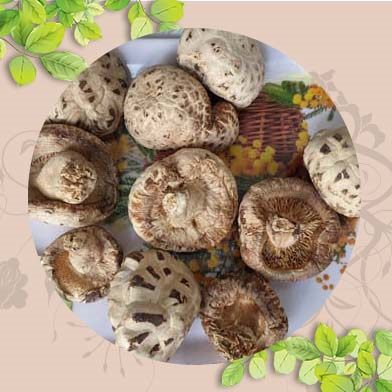 Ở đâu mua bán Nấm Đông Cô