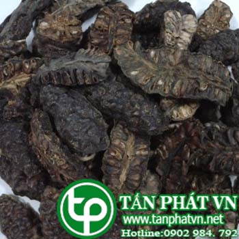 Ở đâu mua bán trái nhàu tại Gia Lai tăng cường