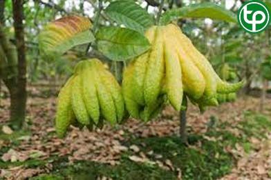 Phật thủ trị viêm dạ dày, đau dây thần kinh bụng, ho có đờm