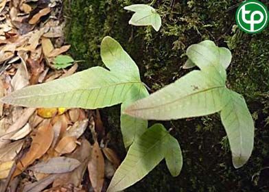Phụng vi chững phong thấp, nhức mỏi