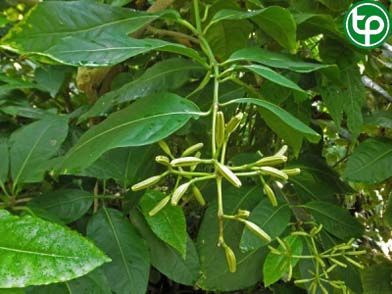 Pison hoa tán trị đái đường, trị băng huyết