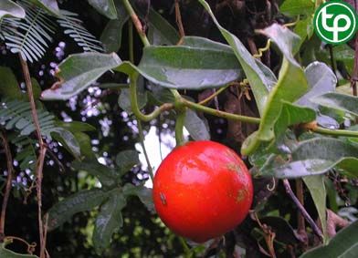 Qua lâu bao lớn trị mụn nhọt, trị đau đầu