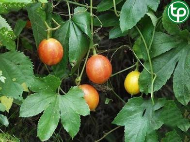 Qua lâu giúp tiêu khát, đái thái đường, mụn nhọt