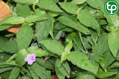 Quả nổ bò trị mụn nhọt và loét