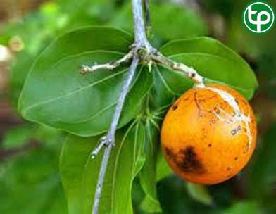 Quạ quạ làm hạt cho chim ăn
