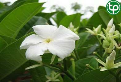 Quao nước điều kinh, thông kinh, vàng da, xơ gan cổ trướng