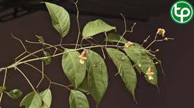 Quao tri bệnh sốt, bọ cạp cắn