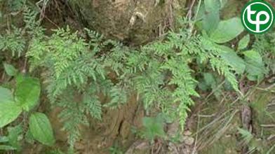 Quạt lông trị đòn ngã tổn thương