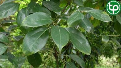 Quế bạc dùng làm tinh dầu