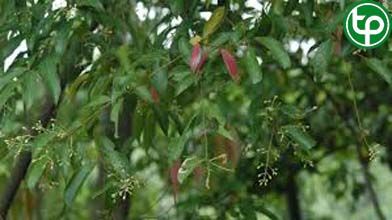 Quế Bon trị cảm lạnh, ỉa chảy