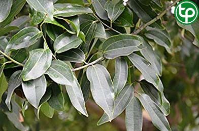 Quế hoa trắng trị đau bụng kinh, sưng đau khớp