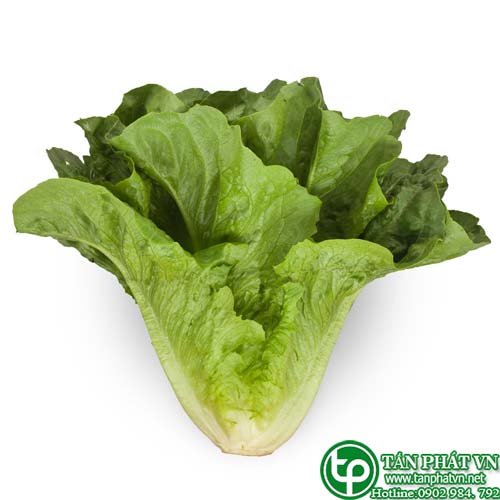 Rau diếp có tác dụng bổ gân cốt