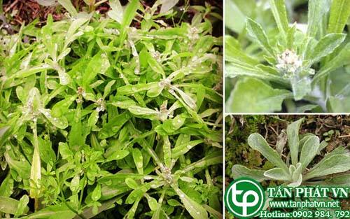 Rau khúc giúp trị cảm sốt, viêm họng