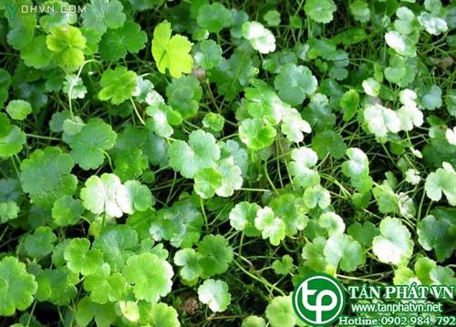 Rau má mỡ thanh nhiệt giải độc, lợi niệu