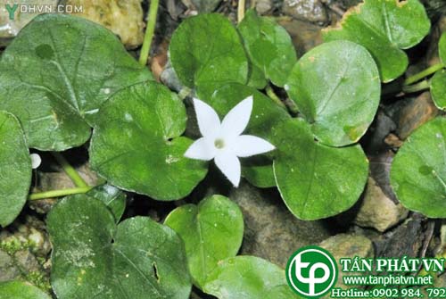 Rau má núi thanh nhiệt giải độc, tiêu thũng