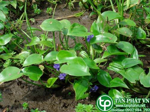 Rau mát thanh nhiệt giải độc, tiêu thũng bài nung