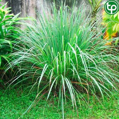 Sả dịu trị ỉa chảy