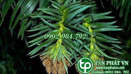 Sa mộc trị di tinh, bỏng lửa nhẹ, bệnh mụn, trĩ ngoại