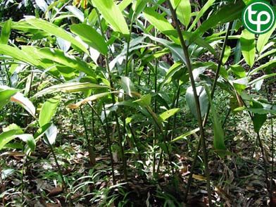 Sa nhân làm thuốc chữa bụng, dạ dày trướng đau, ăn uống không tiê