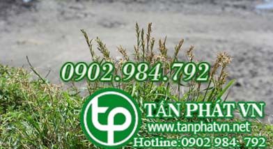 Sả quăn trị sơn lam chướng khí, thuỷ thổ bất phục