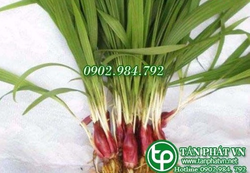 Sâm đại hành trị thiếu máu, vàng da, hoa mắt, chóng vàng nhức đầu