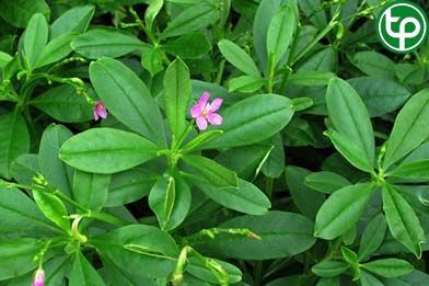 Sâm đất chữa hen suyễn, đau dạ dày, phù thũng, thiếu máu