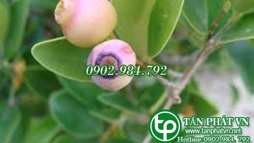 Sầm núi trị mụn nhọt lở loét
