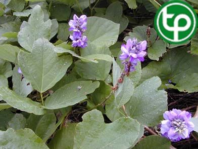 Sắn dây rừng làm thuốc chữa cảm mạo phát nhiệt, phiền khát, ẩu thổ