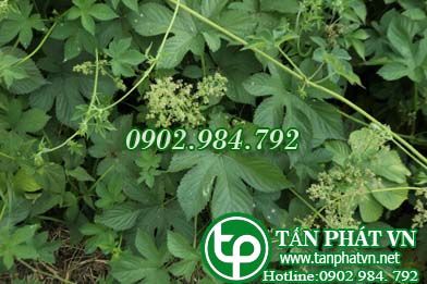 Sàn sạt chữa phổi kết hạch, lao phổi, sốt nhẹ về chiều