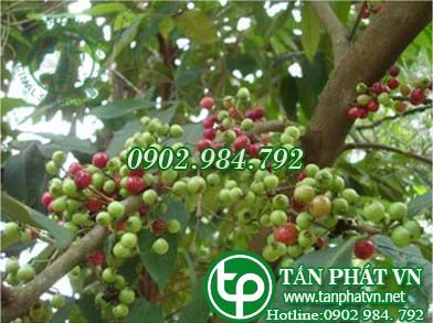 Sắn thuyền chữa ỉa chảy ra máu không ngớt