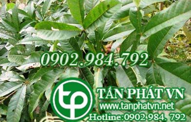 San trắng làm thuốc đắp ngoài trị đau ở vùng ngực