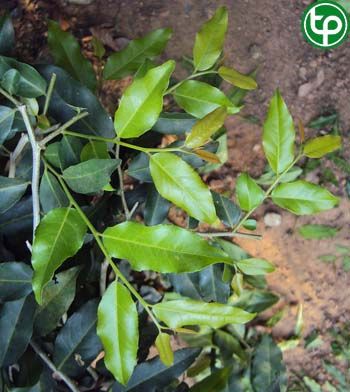 Sang trắng Roxburgh trị cảm lạnh, sốt, trị bệnh về gan