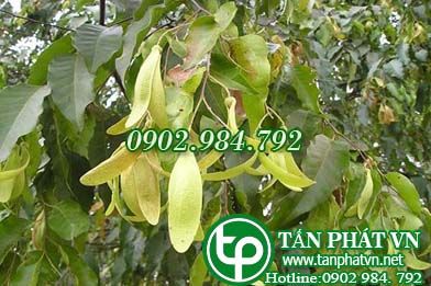 Sao đen làm thuốc cầm máu