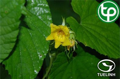 Sí tử la hán quả trị viêm hầu họng, dạ dày lạnh đau