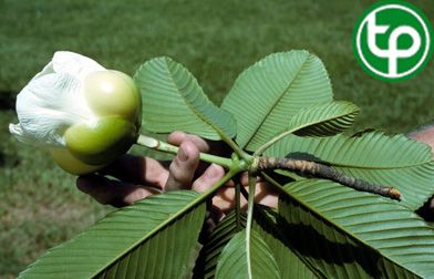 Sổ bà trị đau bụng, giải độc
